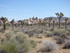 Dimanche 24 avril, Joshua Tree