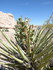 Dimanche 24 avril, Joshua Tree