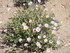 Dimanche 24 avril, Joshua Tree