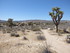 Dimanche 24 avril, Joshua Tree