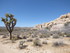 Dimanche 24 avril, Joshua Tree