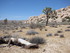 Dimanche 24 avril, Joshua Tree