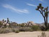 Dimanche 24 avril, Joshua Tree
