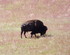 Jeudi 26 mai, Antelope Island 