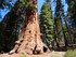 Jeudi 2 juin, Sequoia National