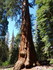 Jeudi 2 juin, Sequoia National