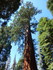 Jeudi 2 juin, Sequoia National