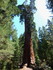 Jeudi 2 juin, Sequoia National