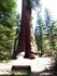 Jeudi 2 juin, Sequoia National