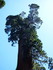 Jeudi 2 juin, Sequoia National