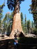 Jeudi 2 juin, Sequoia National