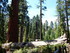 Jeudi 2 juin, Sequoia National