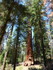 Jeudi 2 juin, Sequoia National