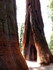 Jeudi 2 juin, Sequoia National