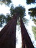 Jeudi 2 juin, Sequoia National