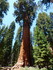 Jeudi 2 juin, Sequoia National