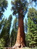 Jeudi 2 juin, Sequoia National