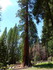 Jeudi 2 juin, Sequoia National