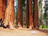 Jeudi 2 juin, Sequoia National