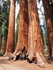 Jeudi 2 juin, Sequoia National