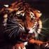 ma passion les tigres
