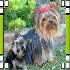 DIALGA ET BAMBOU prennent la p
