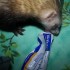 La gourmandise