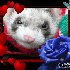 L'arrivée du furet à la mais