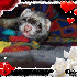 L'arrivée du furet à la mais