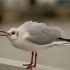 La Mouette