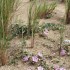 La dune de Bonne Anse - Pointe