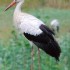 Cigogne blanche de Charente-Ma