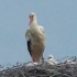 Cigogne blanche de Charente-Ma