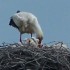 Cigogne blanche de Charente-Ma