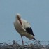 Cigogne blanche de Charente-Ma