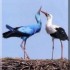 Cigogne blanche de Charente-Ma