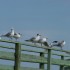 Les oiseaux de l'estuaire