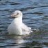 Mademoiselle prend son bain