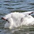 Mademoiselle prend son bain