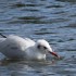 Mademoiselle prend son bain