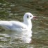 Mademoiselle prend son bain