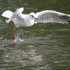 Mademoiselle prend son bain