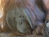 Zoo de la Palmyre royan ( juin