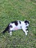 Mon chat Moustache