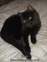 Mon Chat Ulysse