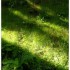 Lumière des sous-bois
