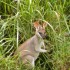 Family = Animals of Australia