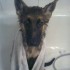 Le premier bain de mon chien..