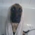 Le premier bain de mon chien..