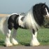 L'Irish Cob race de cheval pr